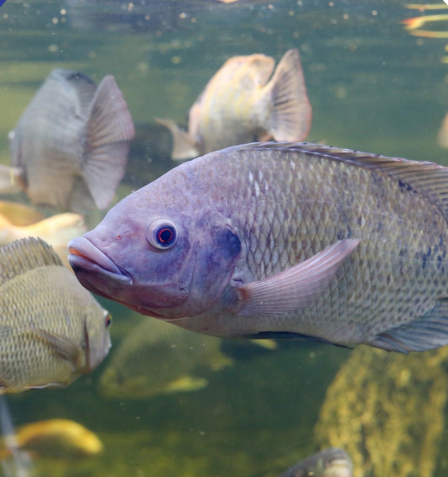 Hilirisasi Ikan Tilapia