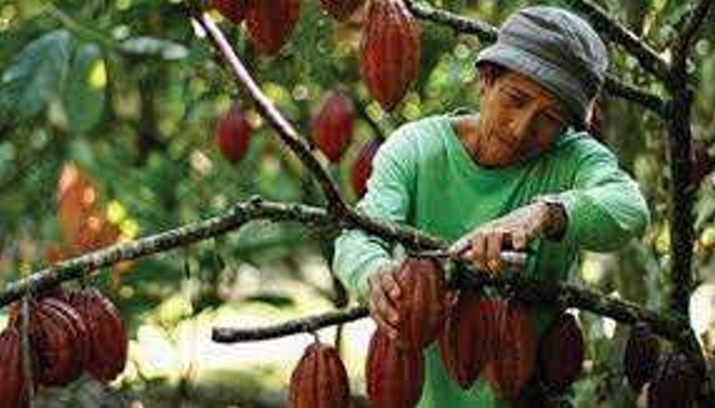 Pengembangan Komoditas Kelapa Sawit.