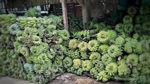 Industri Pengolahan Pisang Kepok Nias