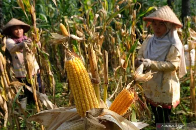 Industri Pengolahan Jagung Pipil