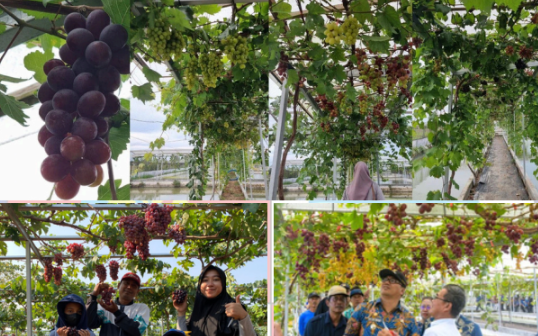 Wisata Petik Anggur
